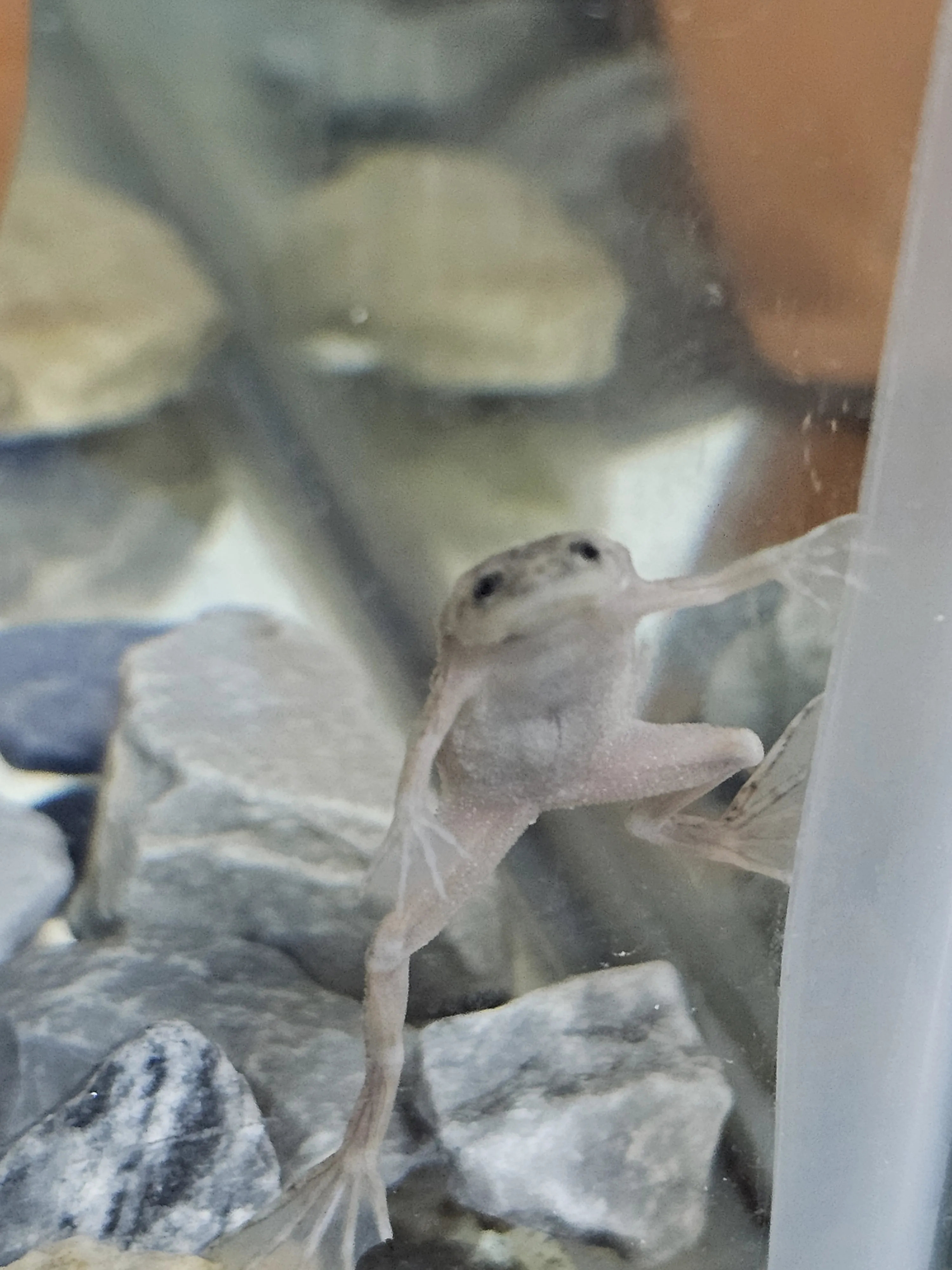 frog