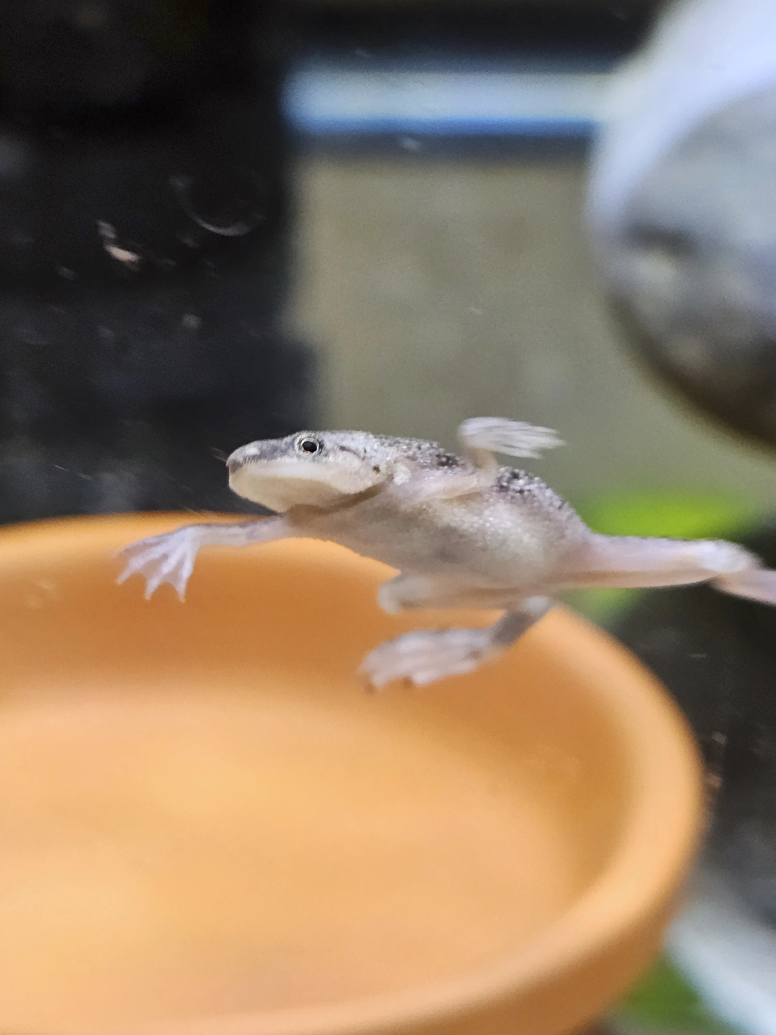 bingo frog